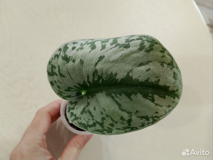 Декоративно лиственные комнатные растения