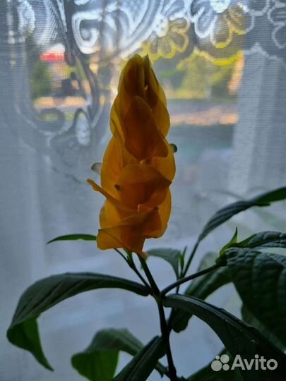 Пахистахис