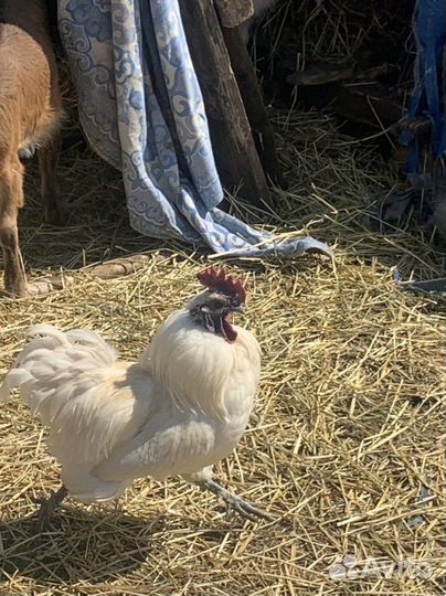 Петухи Лакеданзи