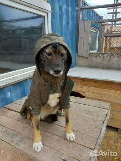 Маленькая грустная собака компаньон и друг