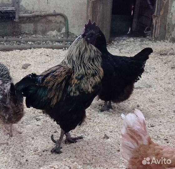 Семья кур породы ухейлюй