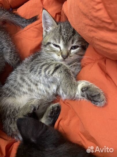 Котята ищут дом