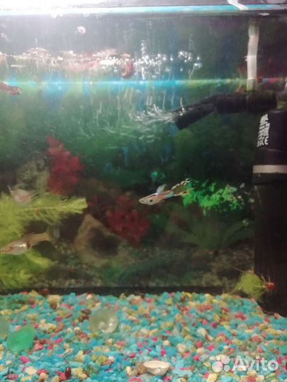 Аквариумные рыбки и креветки