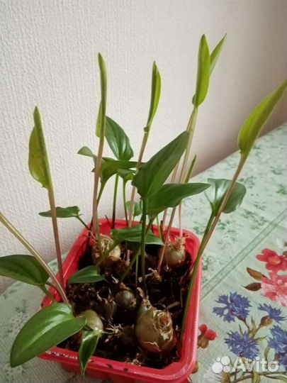 Дримиопсис