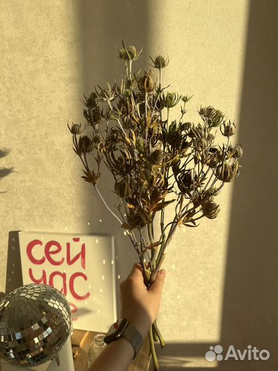 Протея, краспедия, стифа, эрингиум