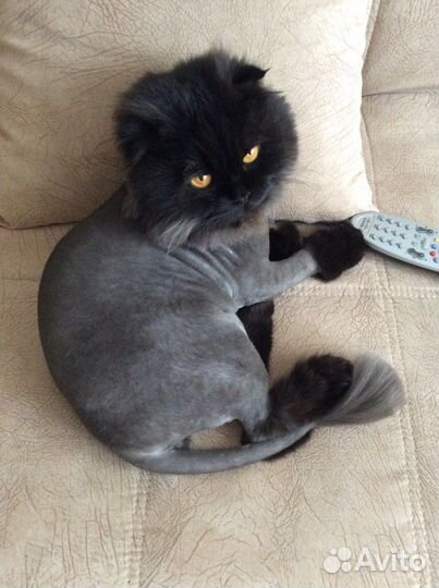 Стрижка кошек и собак