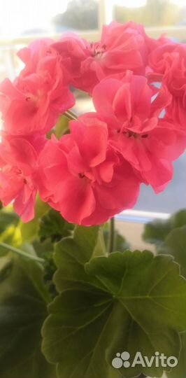 Герань пеларгония розебудная