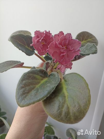 Сортовые фиалки цветущие