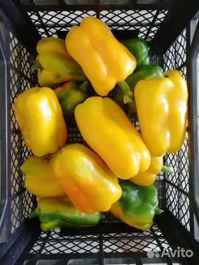 Семена перца сладкого