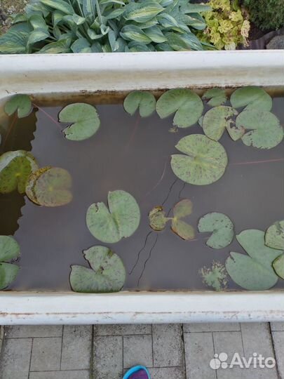 Водные растения для пруда