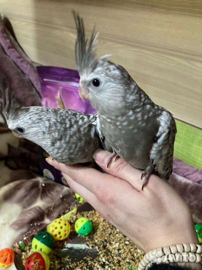 Попугай Корелла ручные