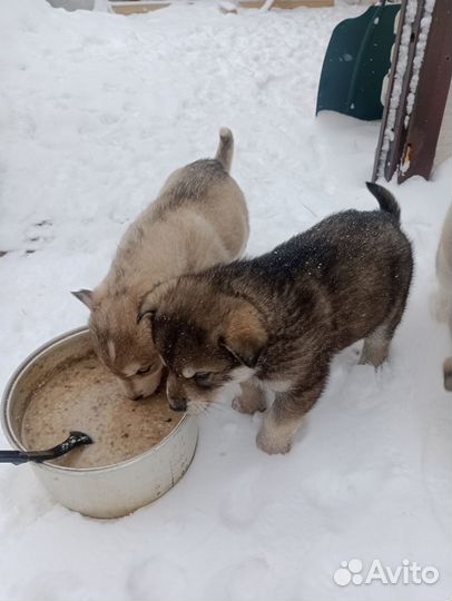 Отдам щенков метисов. Мальчики 1,5 месяца