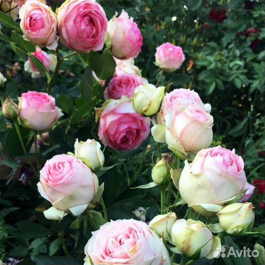 Роза Ферст Леди