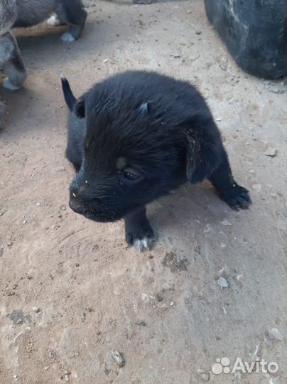 Щенки бесплатно