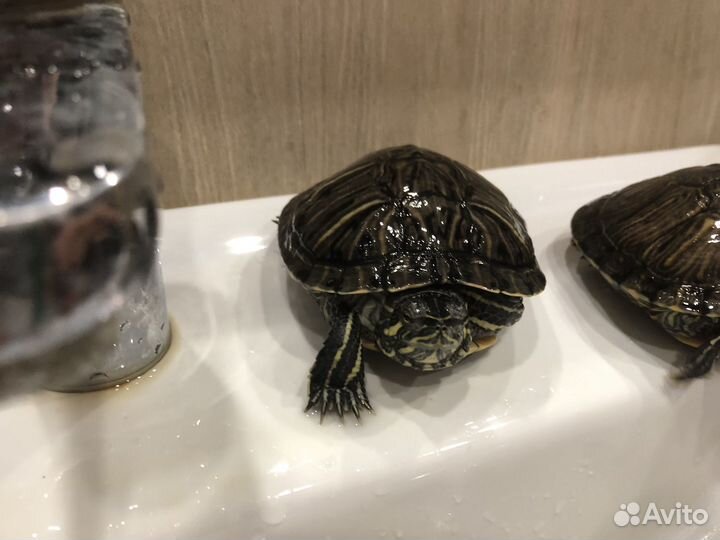 Красноухая черепаха