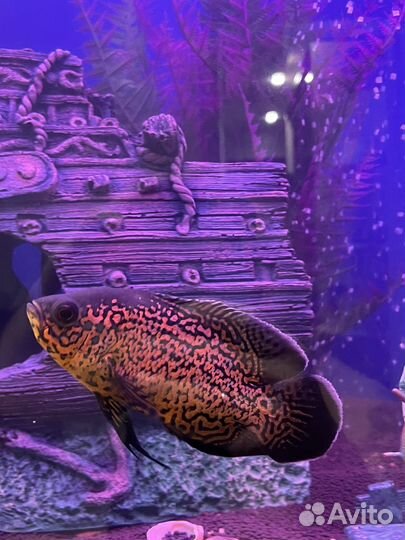 Астронотус ореховый