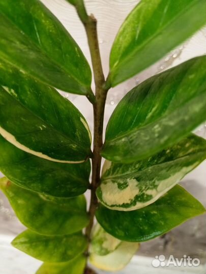 Замиокулькас вариегатный