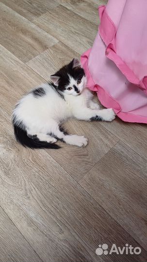Котята отдам в добрые руки бесплатно