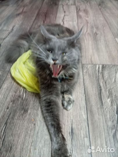 Продам взрослую кошечку,чистокровный мей-кун