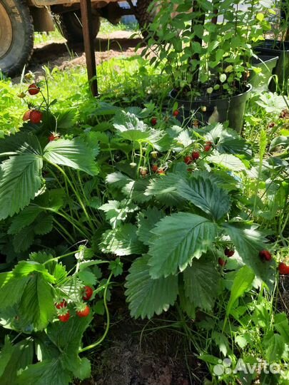 Саженцы