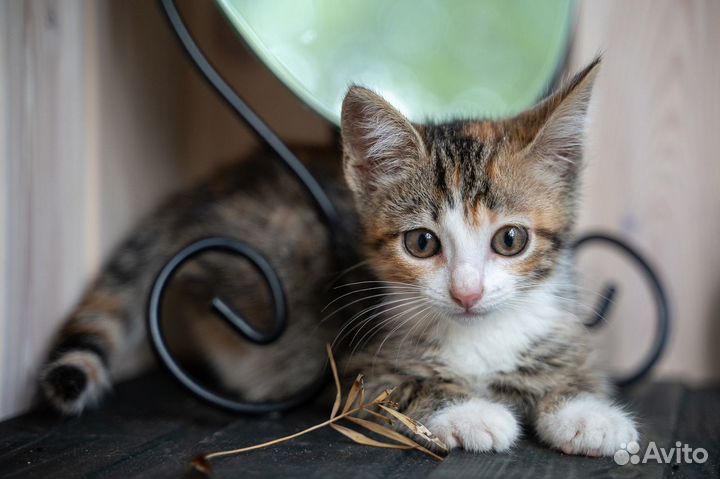 Джесси и Джои