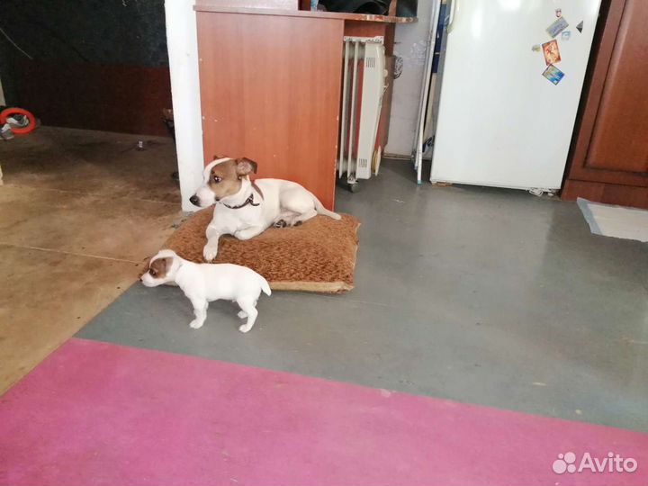 Вязка джек Рассел терьер
