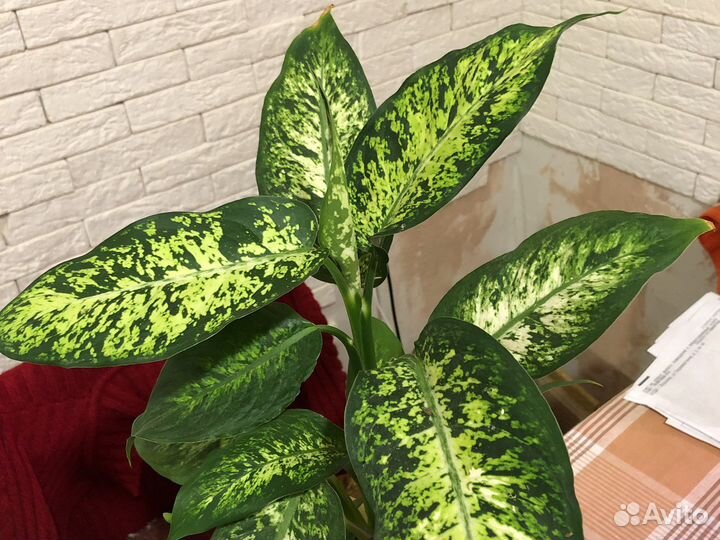 Диффенбахия