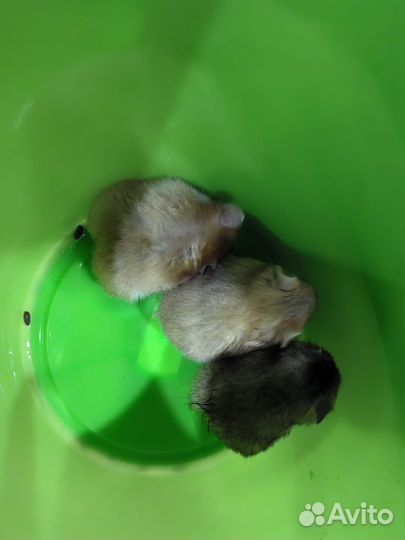 Сирийские хомячки