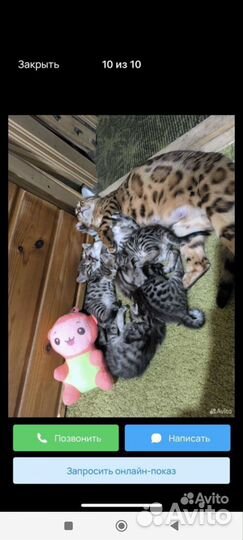 Бенгальские котята