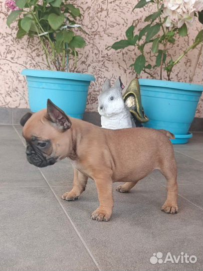 Французский бульдог