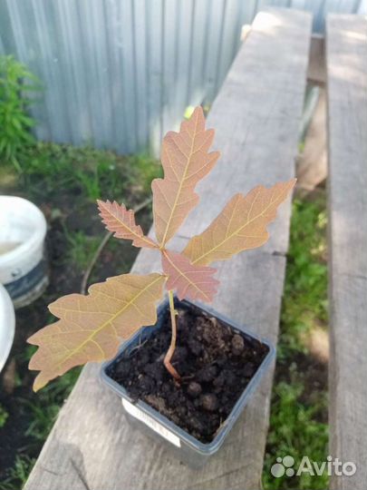 Дуб саженцы