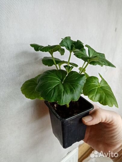 Герань пеларгония