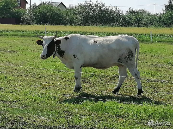 Айширская нетель