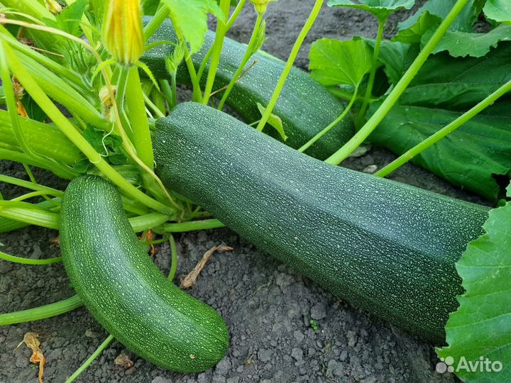 Кабачок Горный