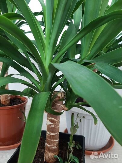 Юкка комнатная разные