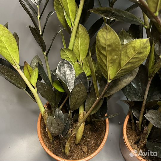 Замиокулькас черный равен