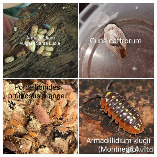 Мокрицы, раки, тараканы