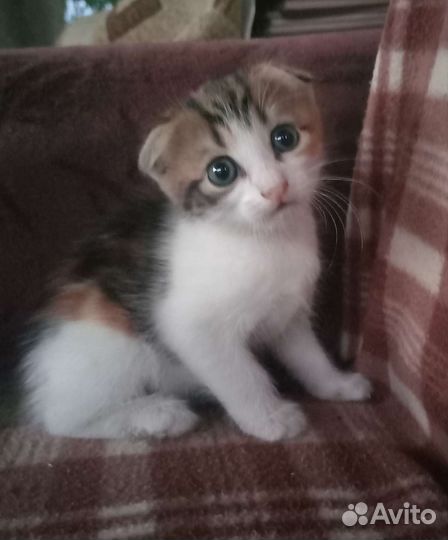 Вислоухая кошка бесплатно