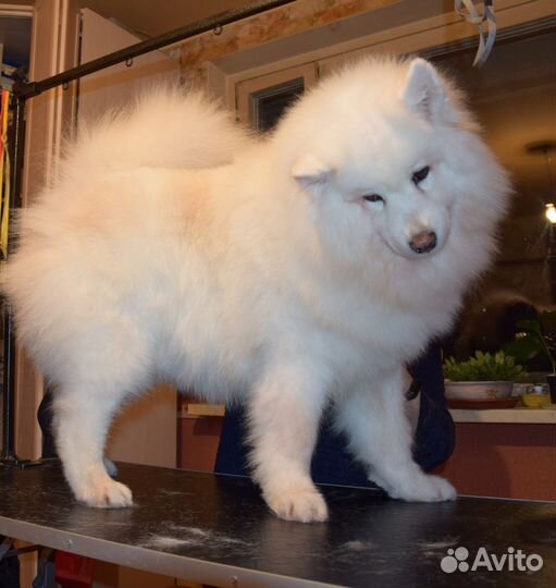 Экспресс линька, груминг, тримминг собак