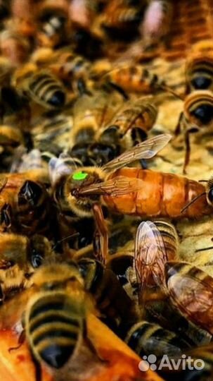 Пчеломатки Бакфаст с закрытого облетника