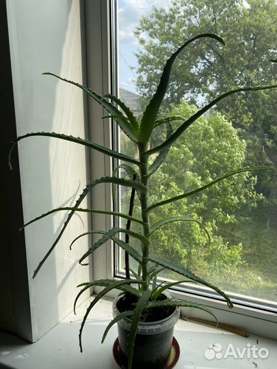 Алоэ столетник