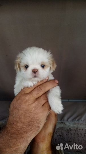 Щенки японский хин