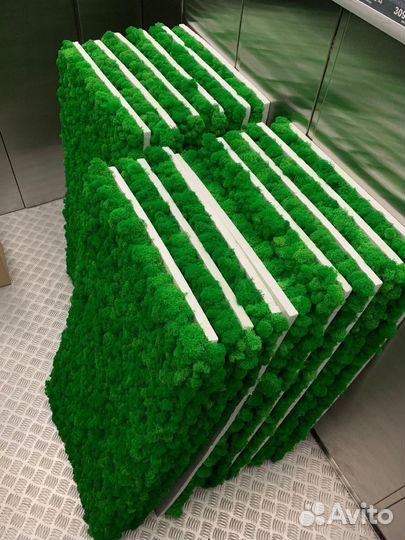 Стабилизированный мох, ягель, кочка, пласт, панно