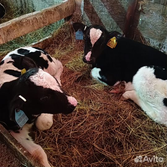 Холмогорские