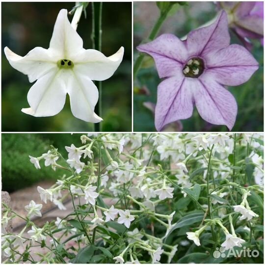 Рассада душистого табака и горошка, петуния