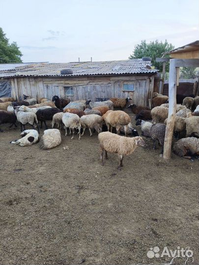 Овцы матки ягнята бараны