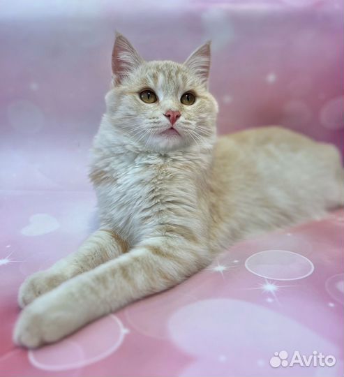 Котик подросток в добрые руки