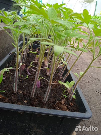 Рассада помидор и перцев