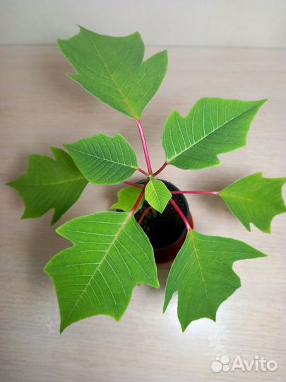 Пуансеттия