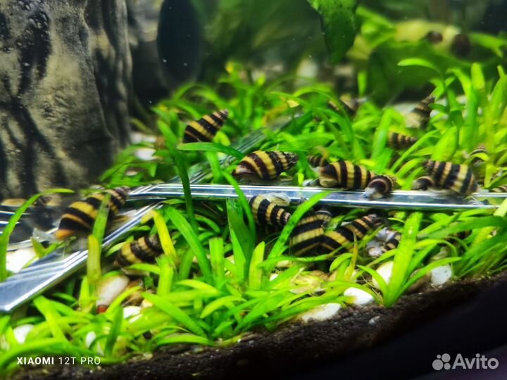 Улитки Хелены